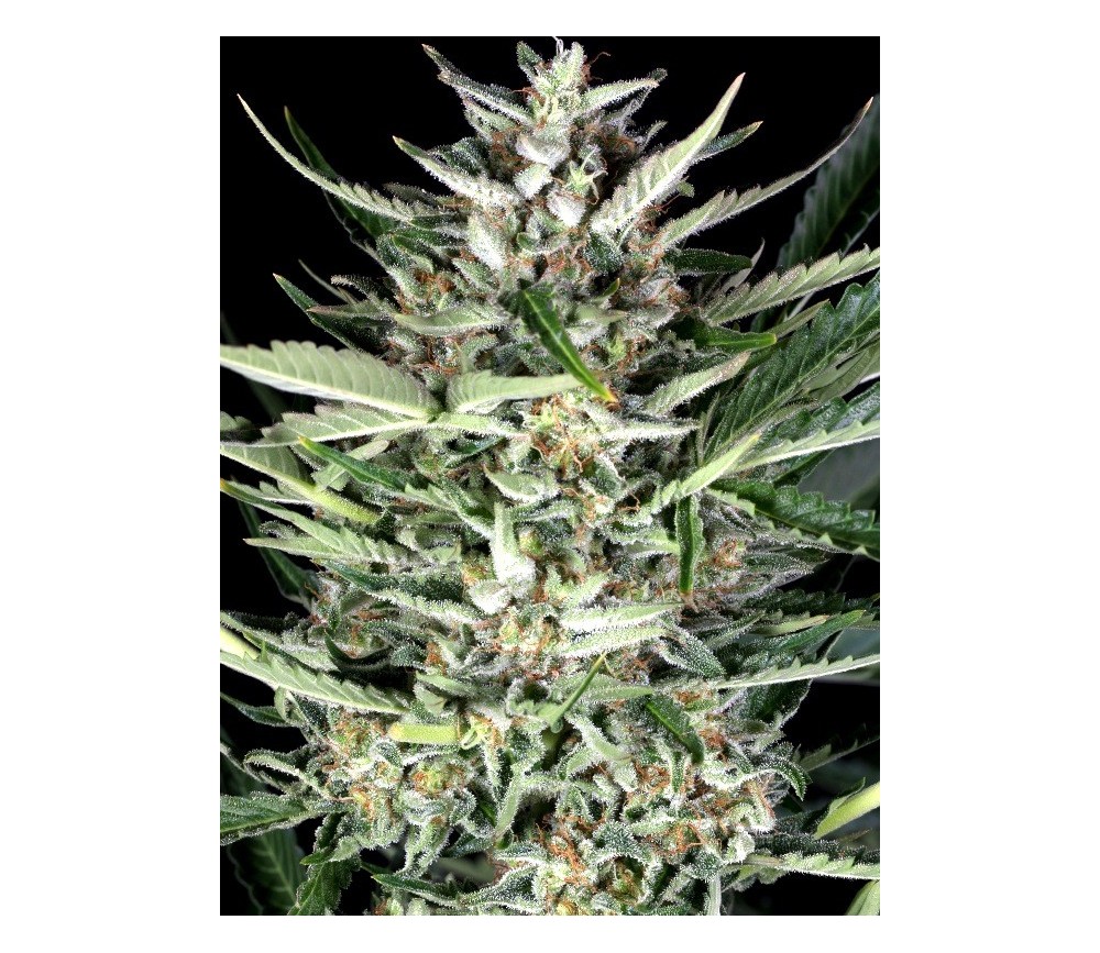 Gorilla Autoflowering - Dinafem Seeds 