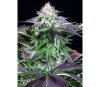 Dinamed Kush CBD Autoflowering - Dinafem Seeds