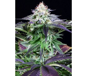 DINAFEM KUSH CBD AUTOFLOWERING