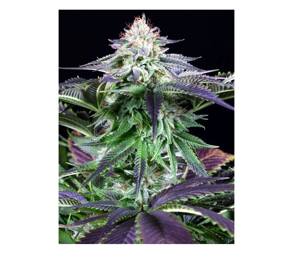 Dinamed Kush CBD Autoflowering - Dinafem Seeds