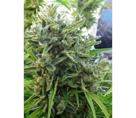 KILLER A5 HAZE