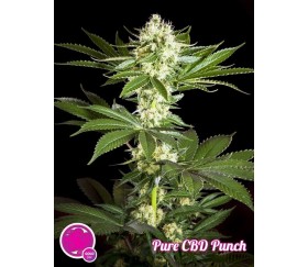 PURE CBD PUNCH