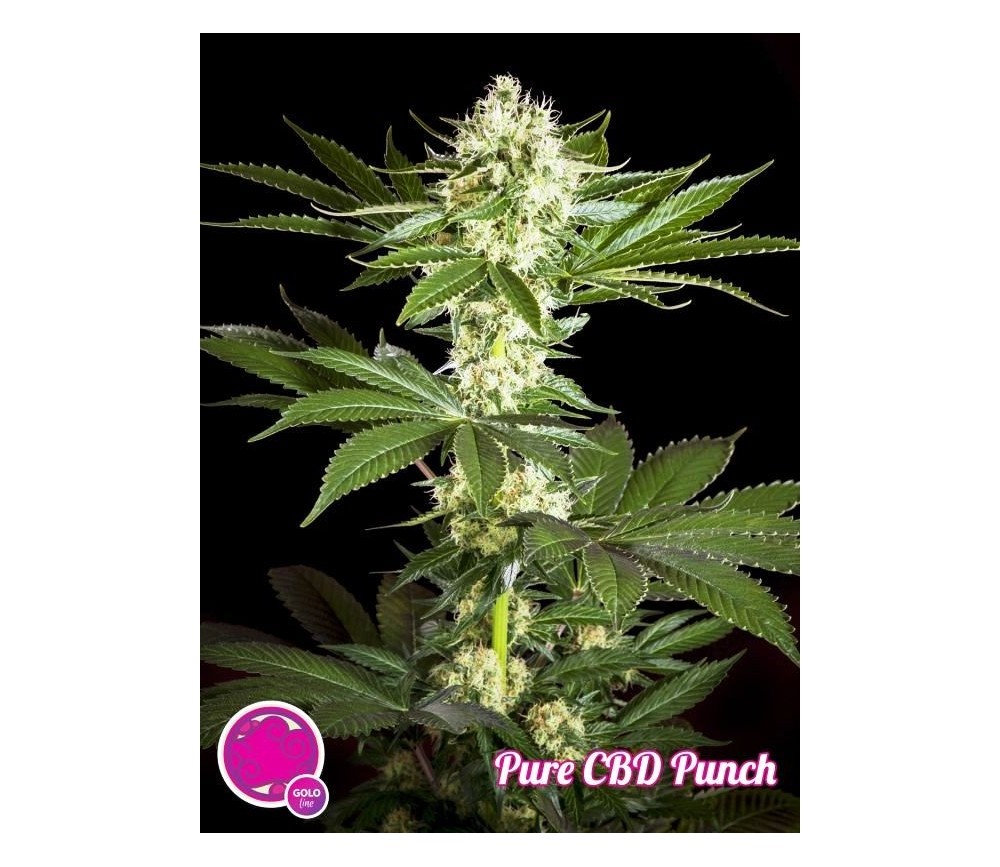 PURE CBD PUNCH