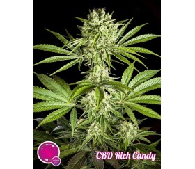 CBD Rich Candy - Philosopher Seeds