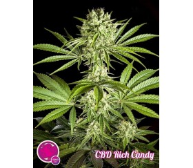 CBD RICH CANDY