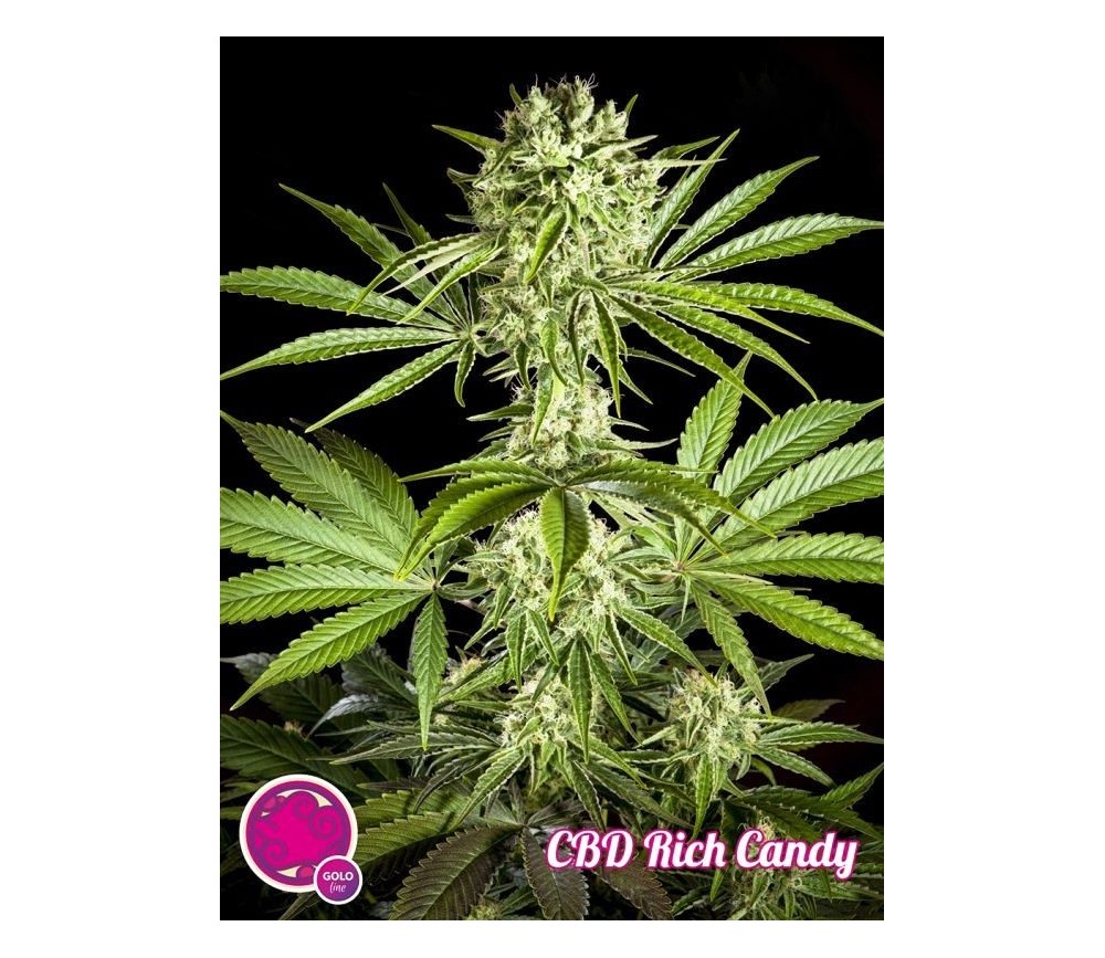 CBD Rich Candy - Philosopher Seeds
