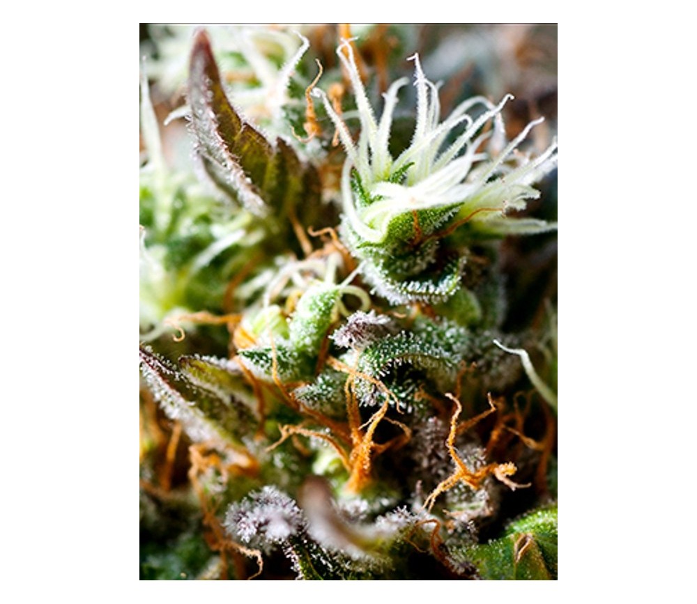 Lemon Ice 2.0 - Ripper Seeds 