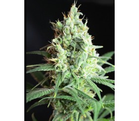 CBD FEMINIZED MIX