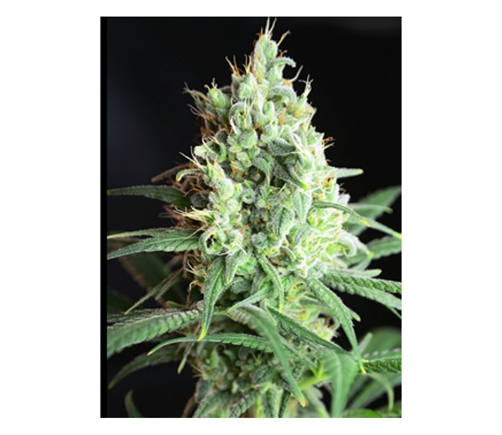 CBD FEMINIZED MIX