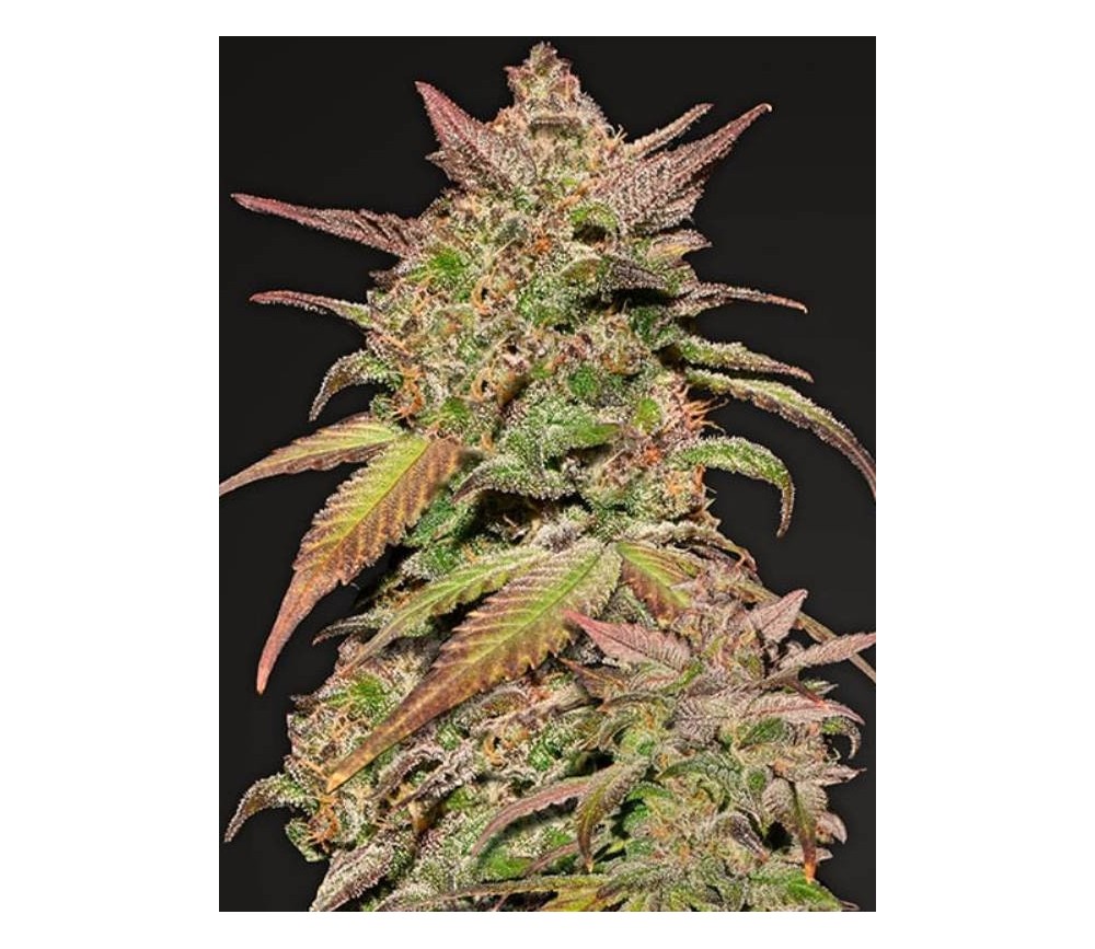 Smoothie Auto - Fast Buds Seeds