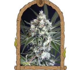 Medxotic Seeds CBD