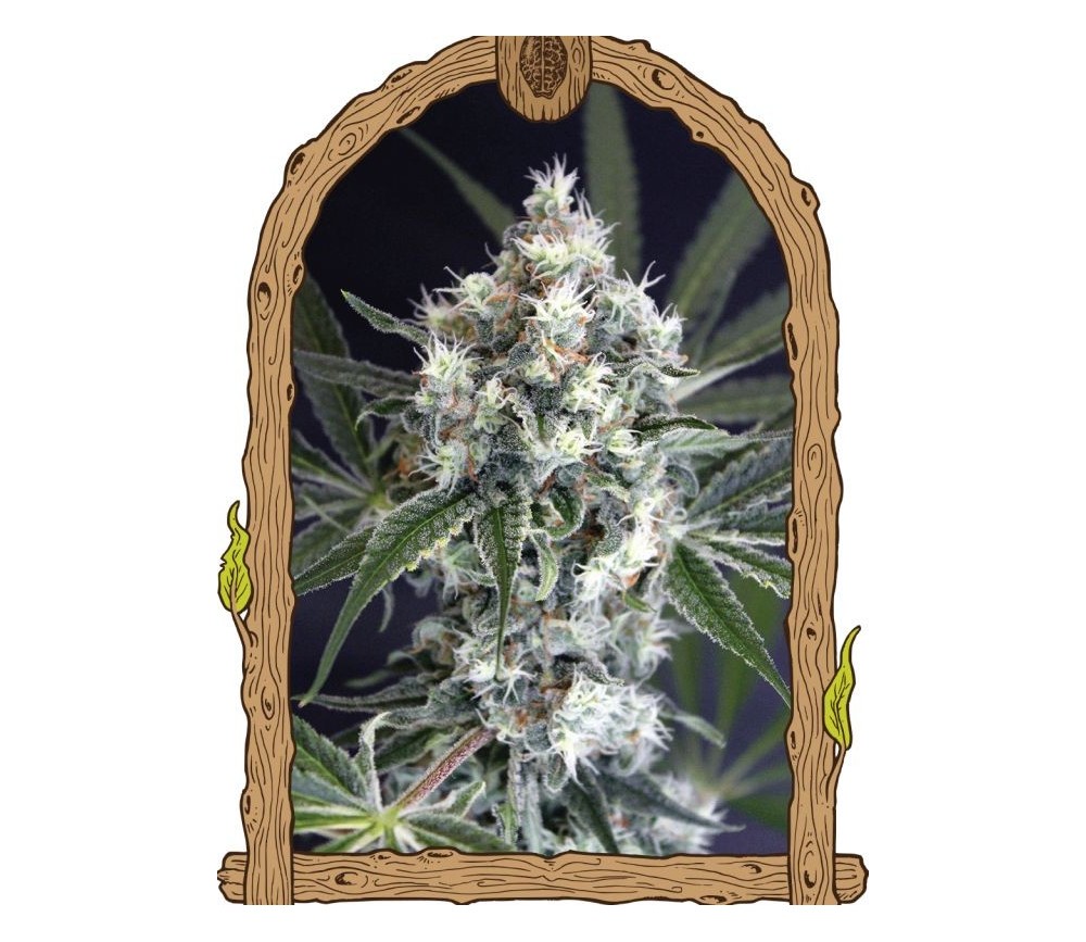 Medxotic Seeds CBD