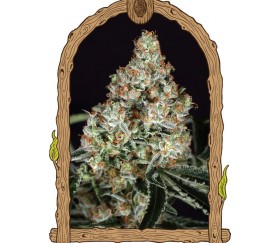 Zkittalicious - Exotic Seeds