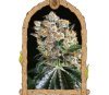 Malasaña Cookies - Exotic Seeds 