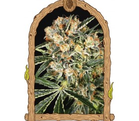 Hippie Therapy CBD - Exotic Seeds