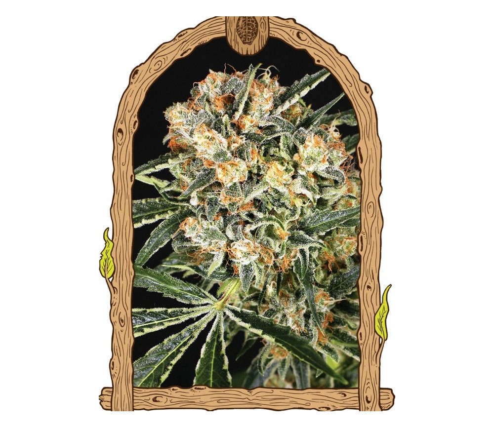 Hippie Therapy CBD - Exotic Seeds