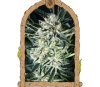 Jelly Bananen - Exotic Seeds