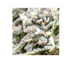 Auto White Widow CBD - Pyramid Seeds