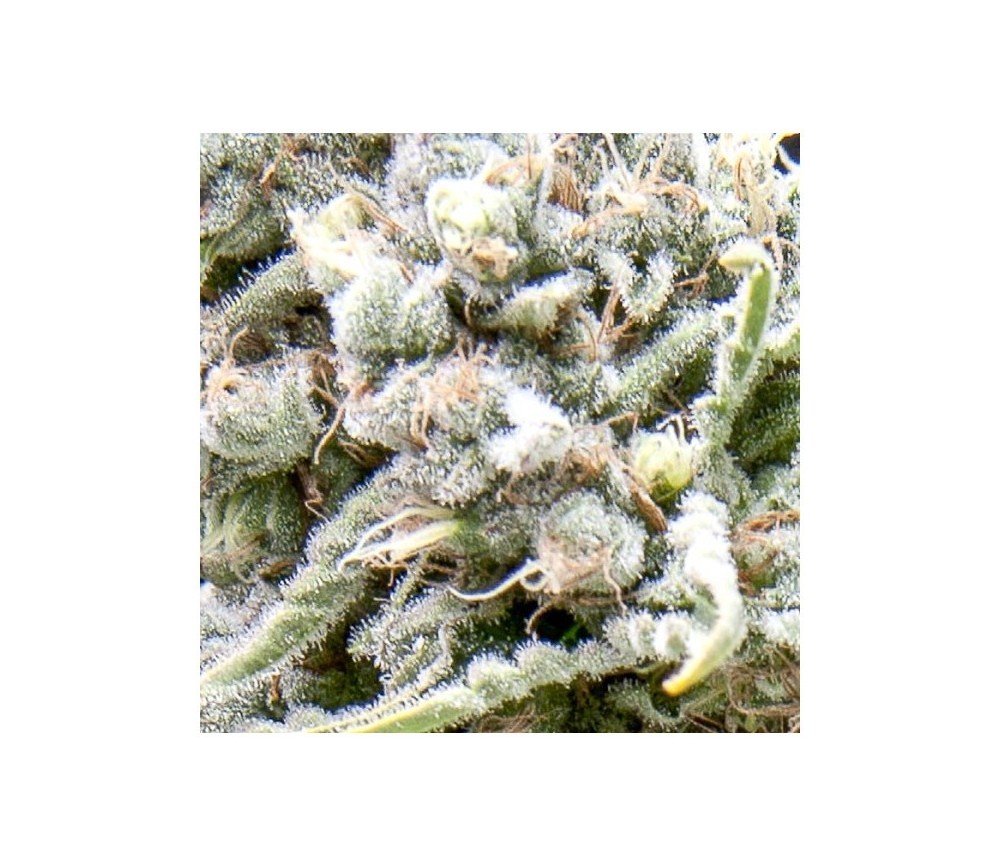 Auto White Widow CBD - Pyramid Seeds