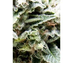 Auto New York City CBD - Pyramid Seeds