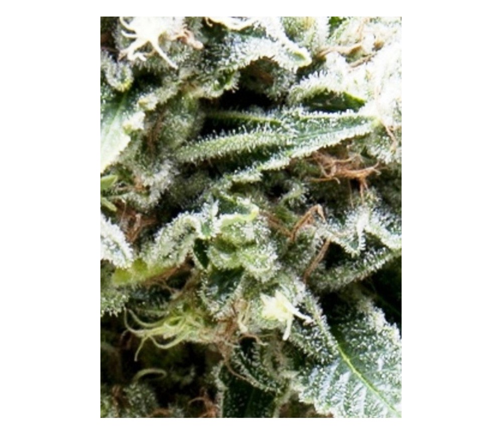 Auto New York City CBD - Pyramid Seeds