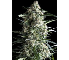 Galaxy CBD - Pyramid Seeds