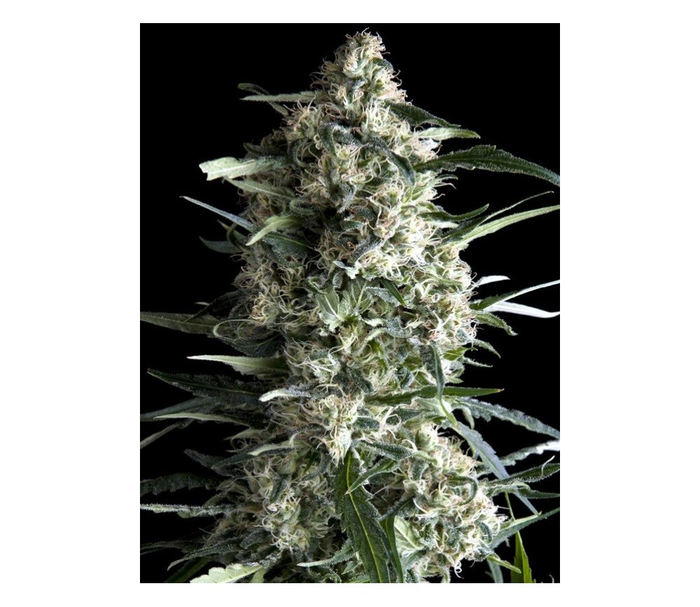 Galaxy CBD - Pyramid Seeds