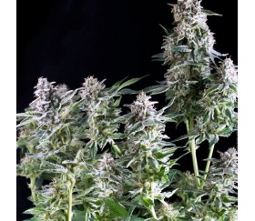 Northern Lights CBD - Pyramid Seeds