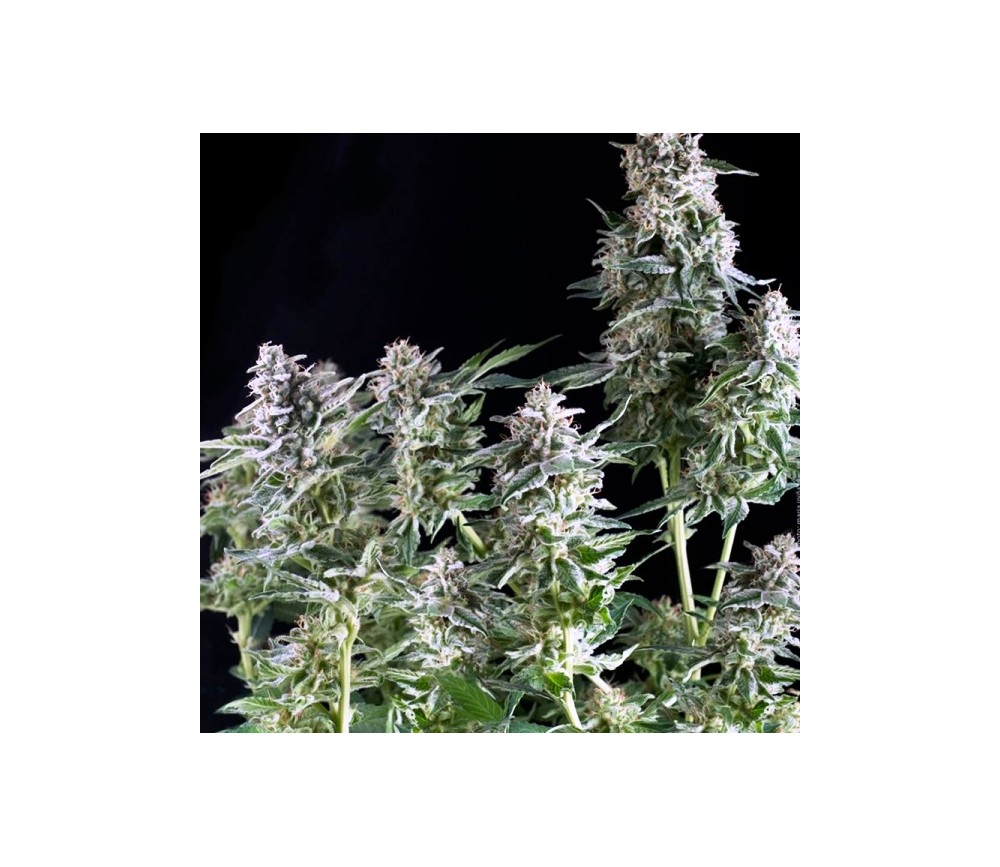 Northern Lights CBD - Pyramid Seeds