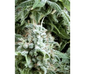 Auto Northern Lights CBD - Pyramid Seeds