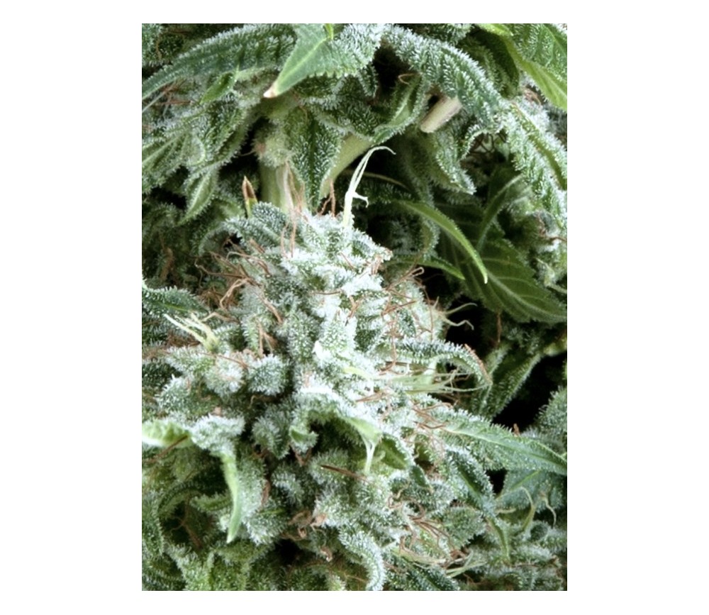 Auto Northern Lights CBD - Pyramid Seeds