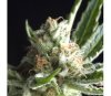 Shark CBD - Pyramid Seeds