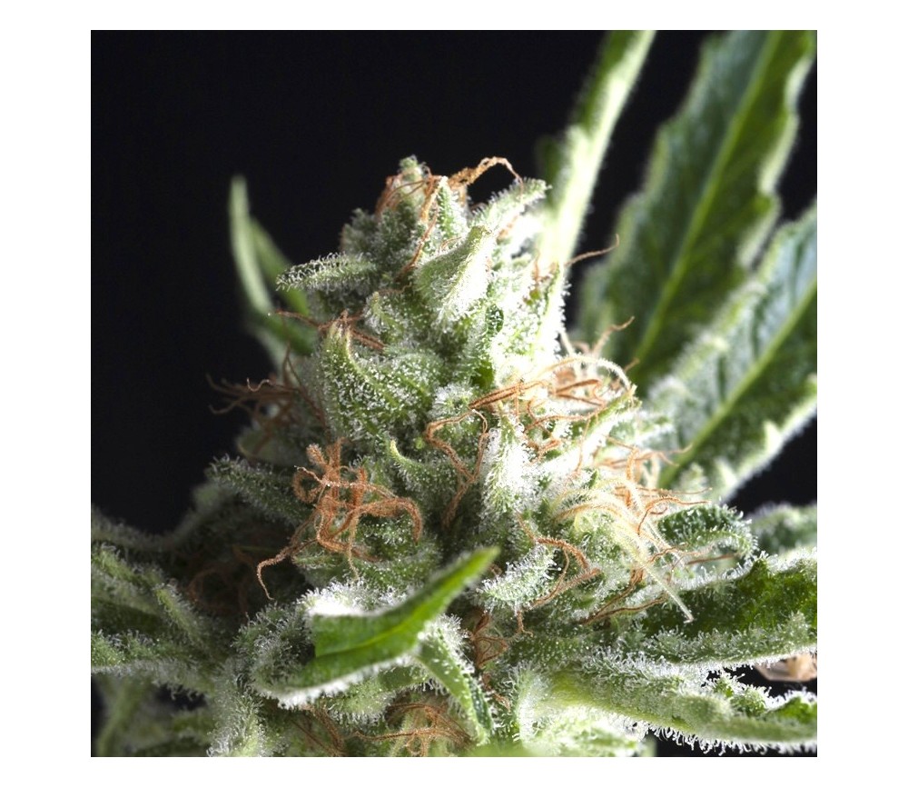 Shark CBD - Pyramid Seeds