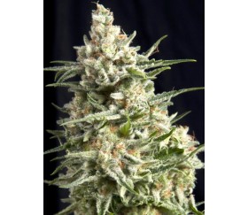 Anesthesia CBD - Pyramid Seeds