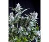 White Widow CBD - Pyramid Seeds