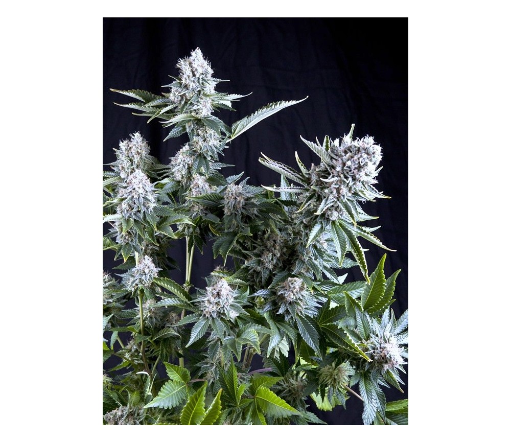 White Widow CBD - Pyramid Seeds