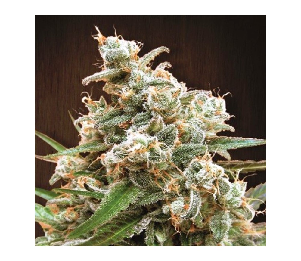 Nepal Jam Pack de Cría - Ace Seeds