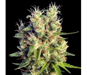 Super Malawi Haze-  Ace Seeds