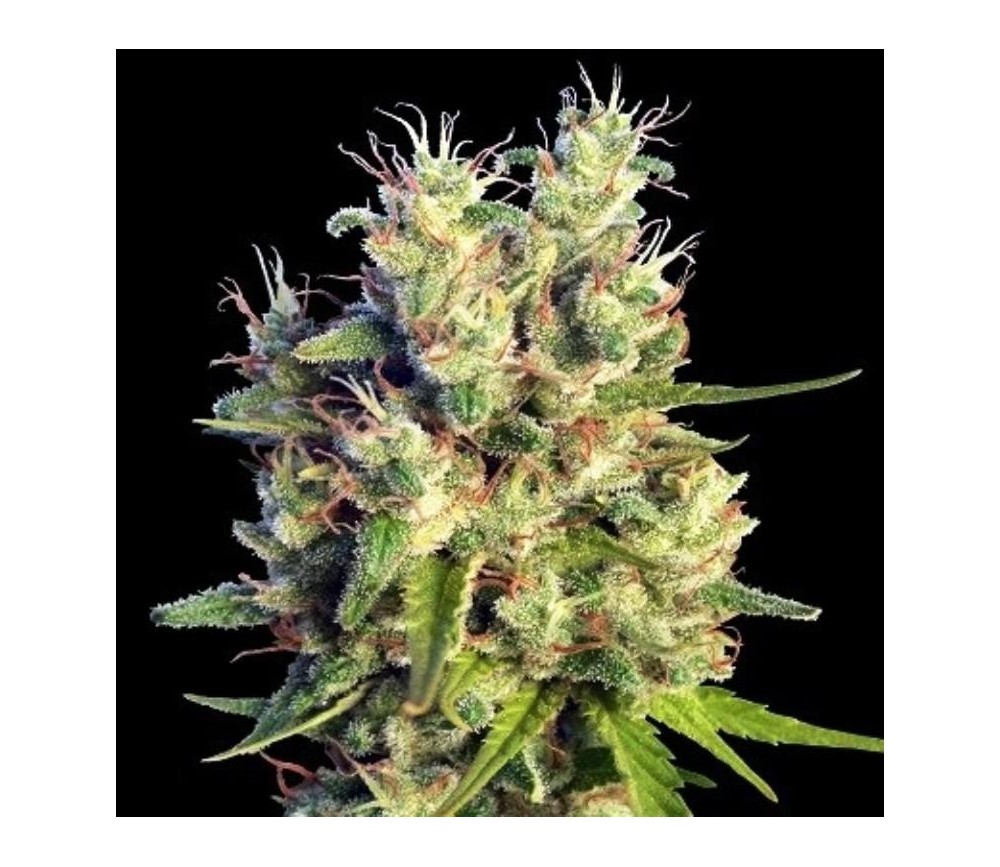 Super Malawi Haze-  Ace Seeds