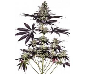 CBD+ Caramelice Express - Positronics Seeds