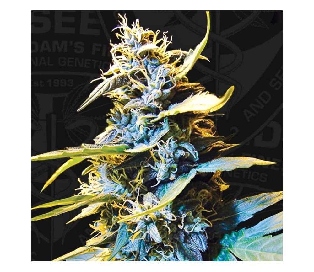Auto Northern HOG - TH Seeds