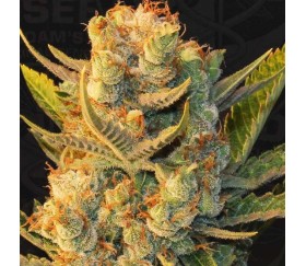 MK-Ultra X Bubblegum - T.H. Seeds