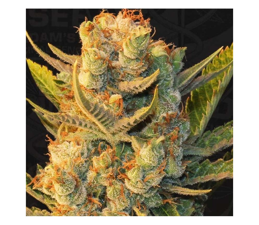 MK-Ultra X Bubblegum - T.H. Seeds