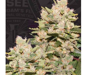 MOB - T.H. Seeds