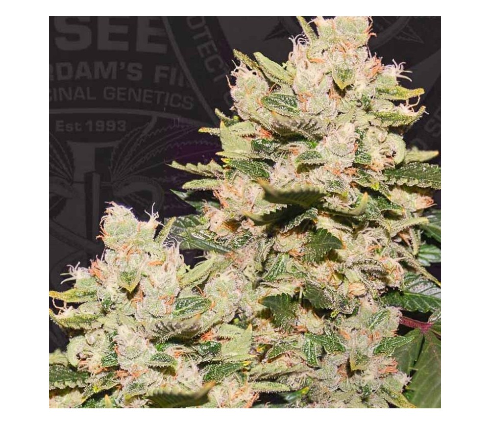 MOB - T.H. Seeds