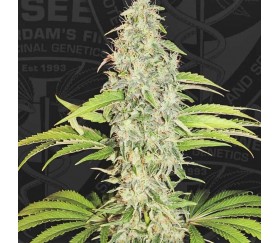 S.A.G.E. CBD - T.H. Seeds