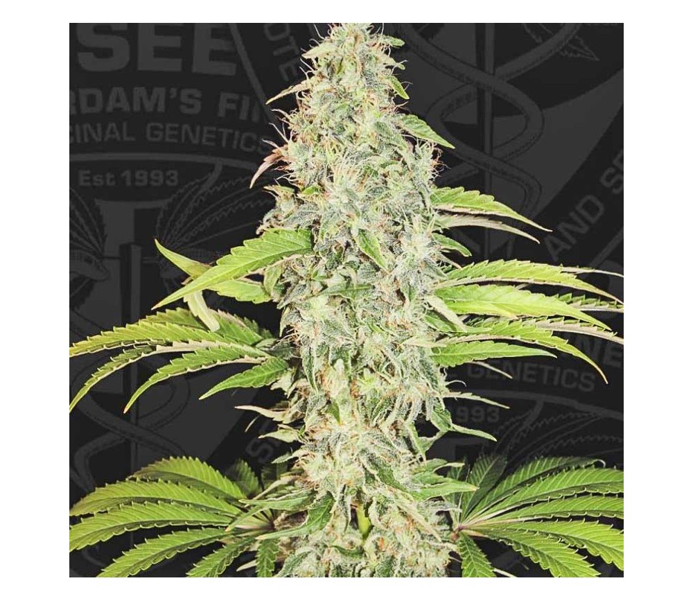 S.A.G.E. CBD - T.H. Seeds