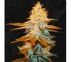 Strawberry Glue - T.H. Seeds