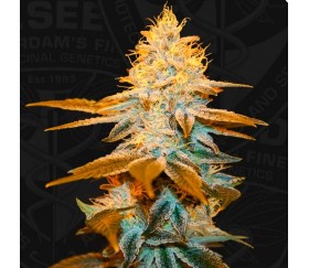 Strawberry Glue - T.H. Seeds