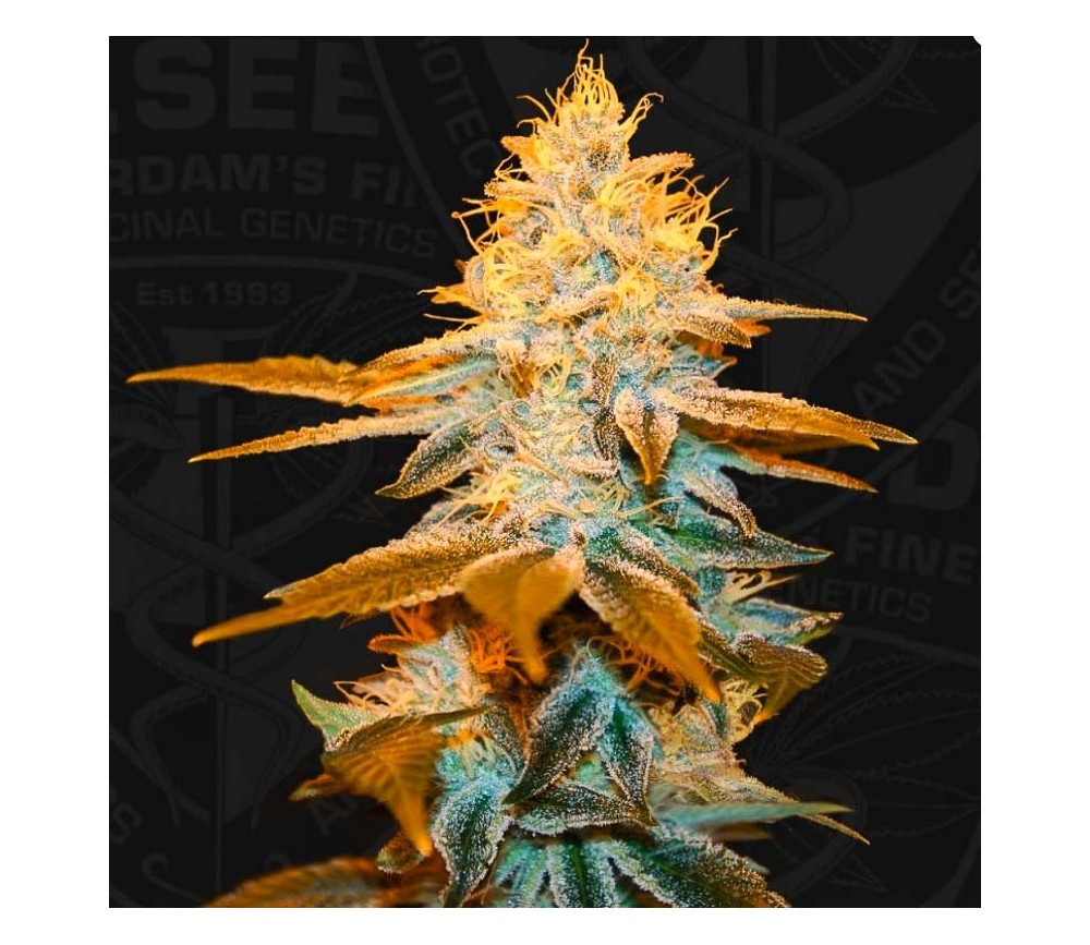 Strawberry Glue - T.H. Seeds